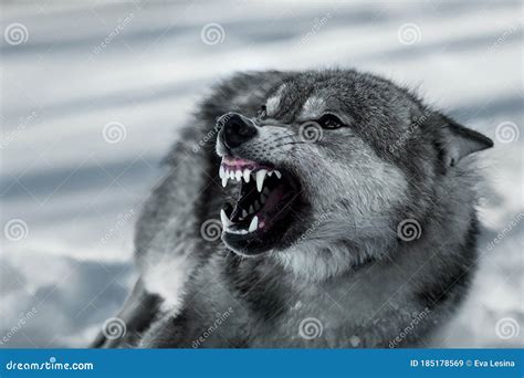 dogwoof|are wolf dogs aggressive.